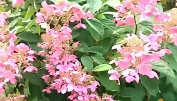 The Church of Jesus Christ of Latter-day Saints - Lebanon The Church of Jesus Christ of Latter-day Saints - Lebanon